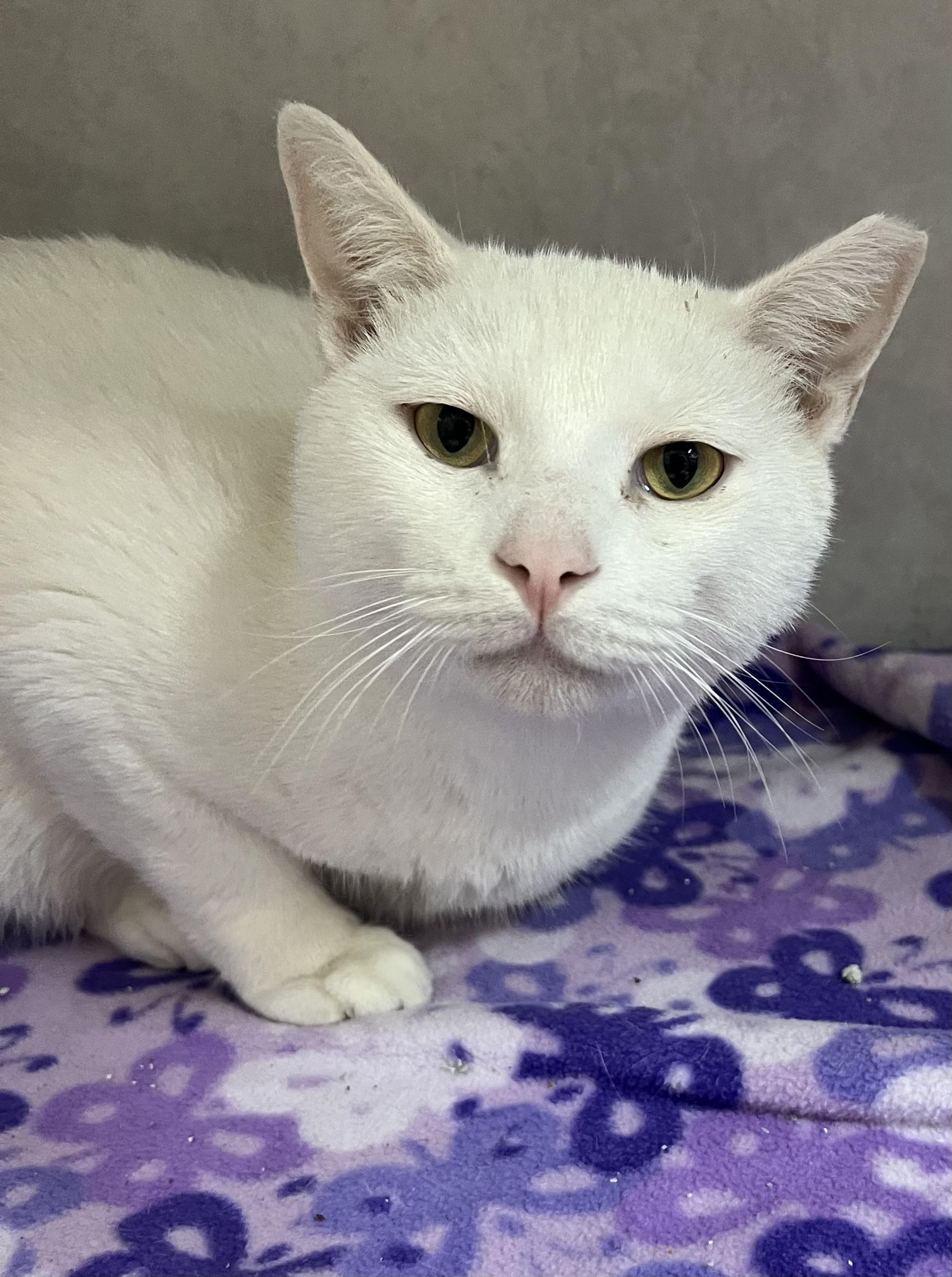 Logan and Leo, Adoptable, Kitten Male Domestic Short Hair.