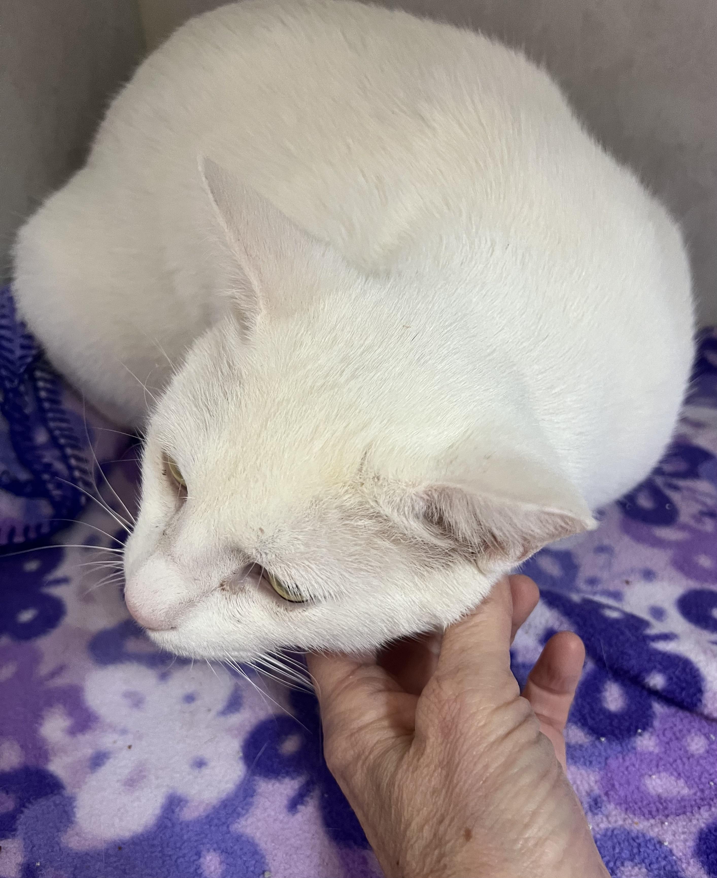 Logan and Leo, a Adoptable mixed breed in Salem, NH image 4/5