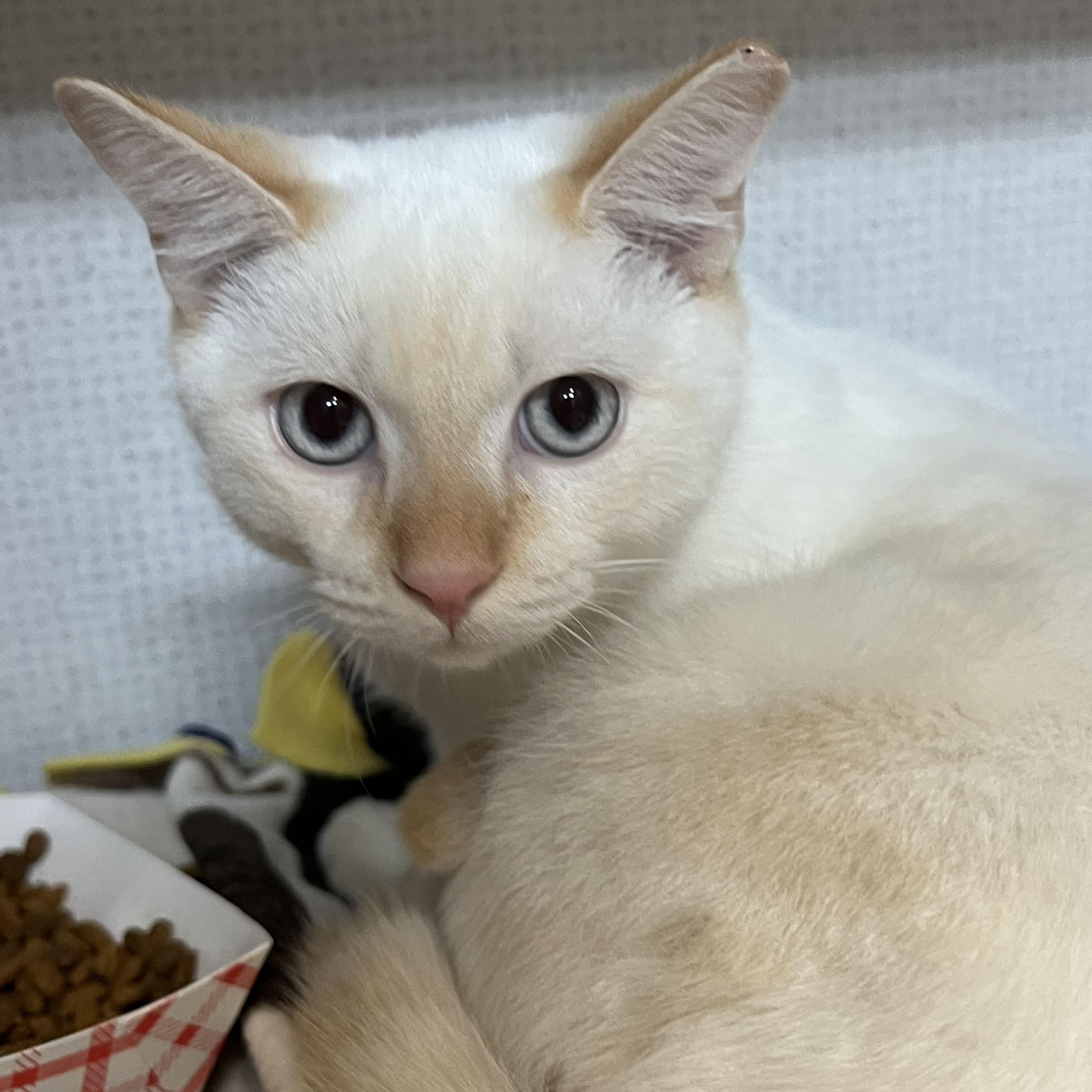 Logan and Leo, a Adoptable mixed breed in Salem, NH image 5/5