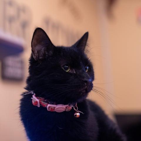 Kasie, Adoptable, Adult Female Domestic Short Hair.