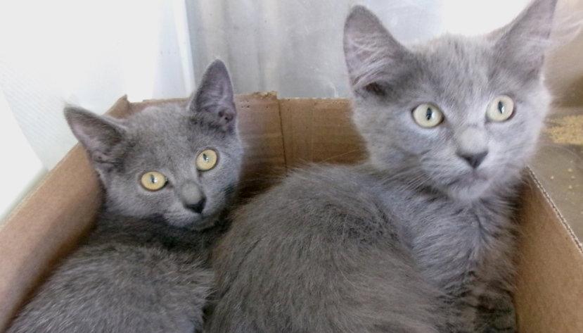 Cheshire, Adoptable, Kitten Male Domestic Short Hair.