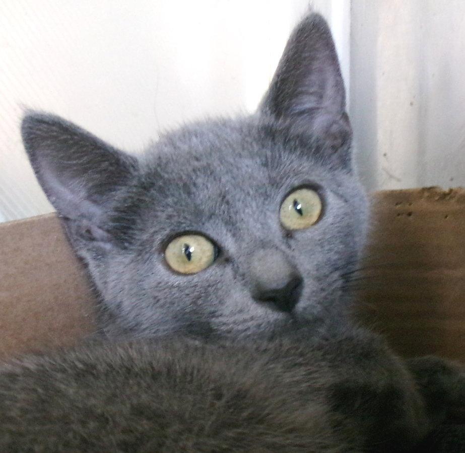 Enlarge Cheshire, a Adoptable Domestic Short Hair in Carrollton, GA image 2/2