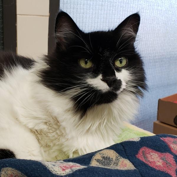 Floyd (bonded With Roger), Adoptable, Adult Male Domestic Medium Hair.