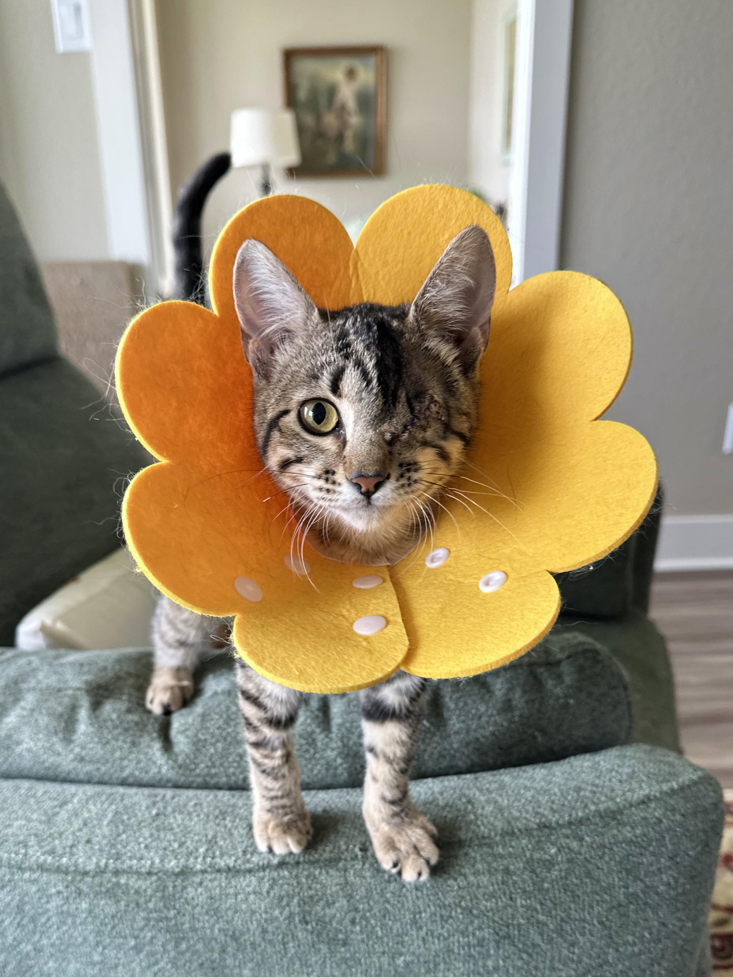 Daisy