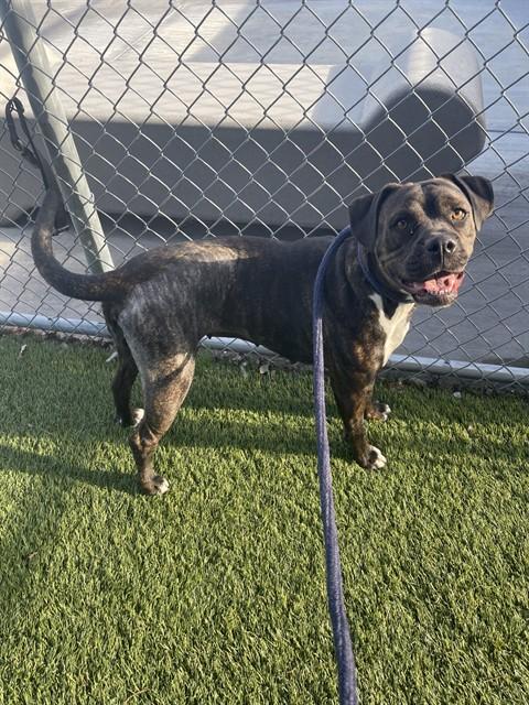 DREAM, Adoptable, Young Female Pit Bull Terrier & Mixed Breed.