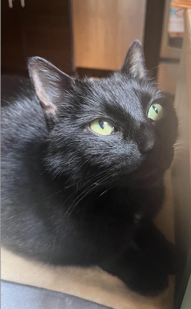 Big Poppa (meet me in foster care!), Adoptable, Senior Male Domestic Short Hair.