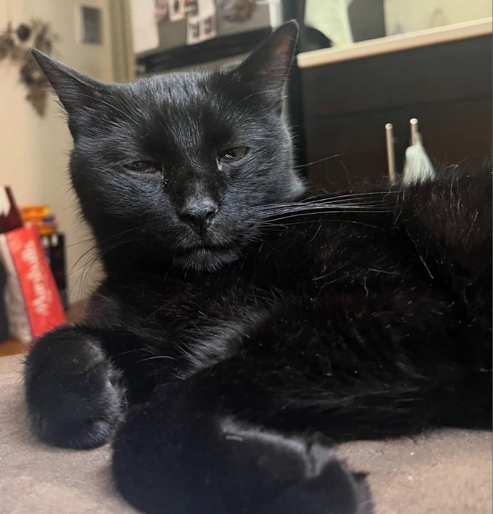 Big Poppa (meet me in foster care!), Adoptable, Senior Male Domestic Short Hair.