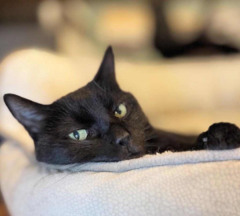 Enlarge Big Poppa (meet me in foster care!), a Adoptable mixed breed in Brooklyn, NY image 2/3