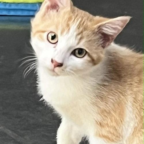 Squirt, adopted, Young Male Domestic Short Hair.