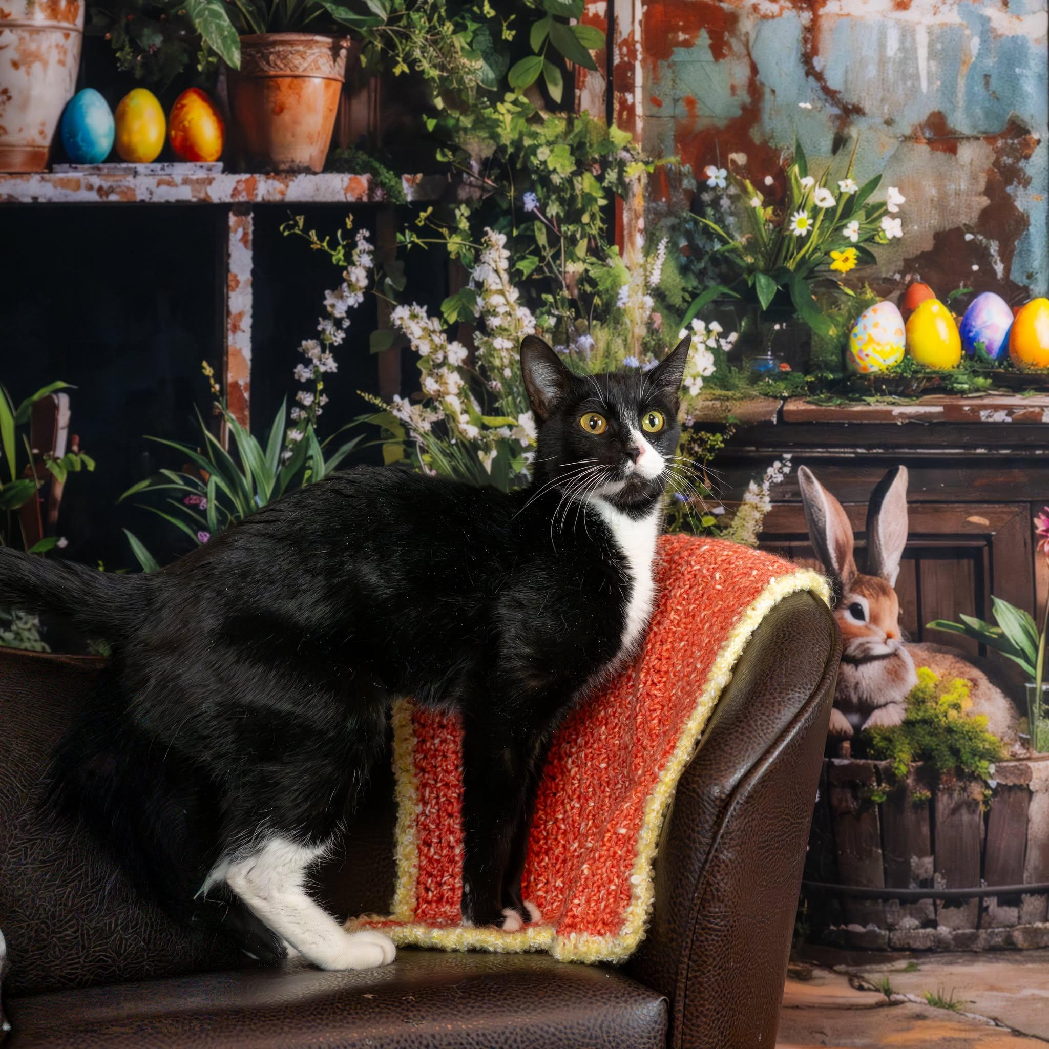 Ripley, ADOPTABLE, Kitten Female Domestic Short Hair.