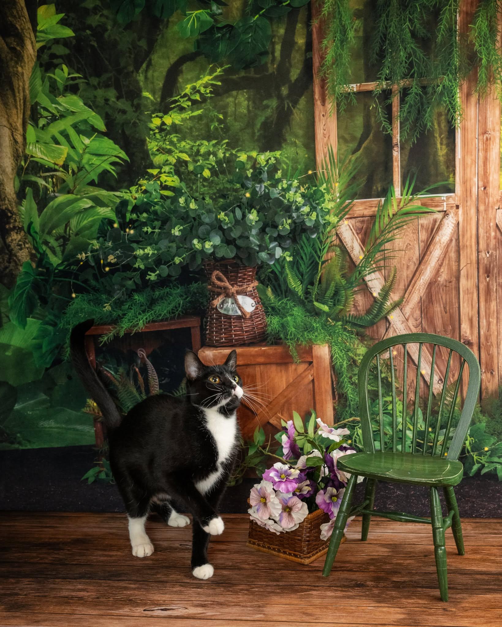 Enlarge Ripley, a ADOPTABLE Domestic Short Hair in Lapeer, MI image 1/5