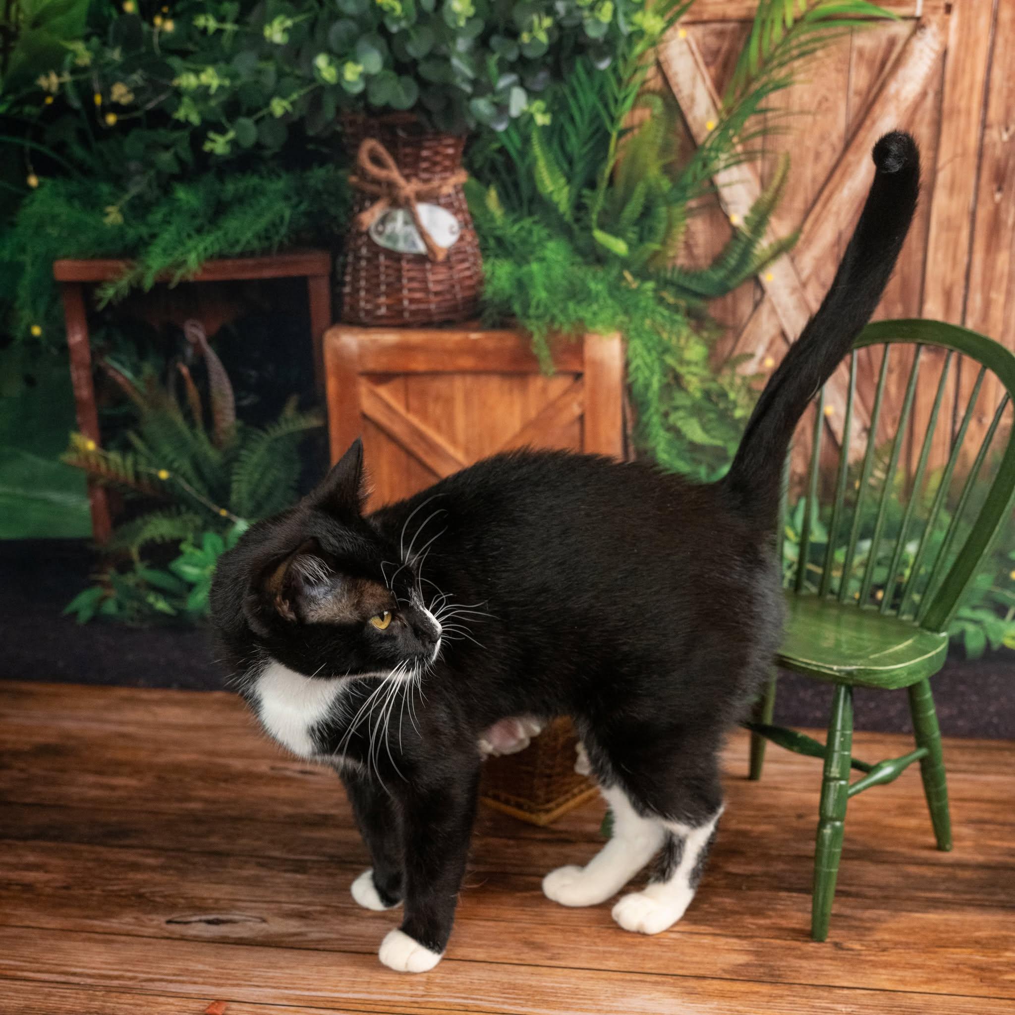 Enlarge Ripley, a ADOPTABLE Domestic Short Hair in Lapeer, MI image 5/5