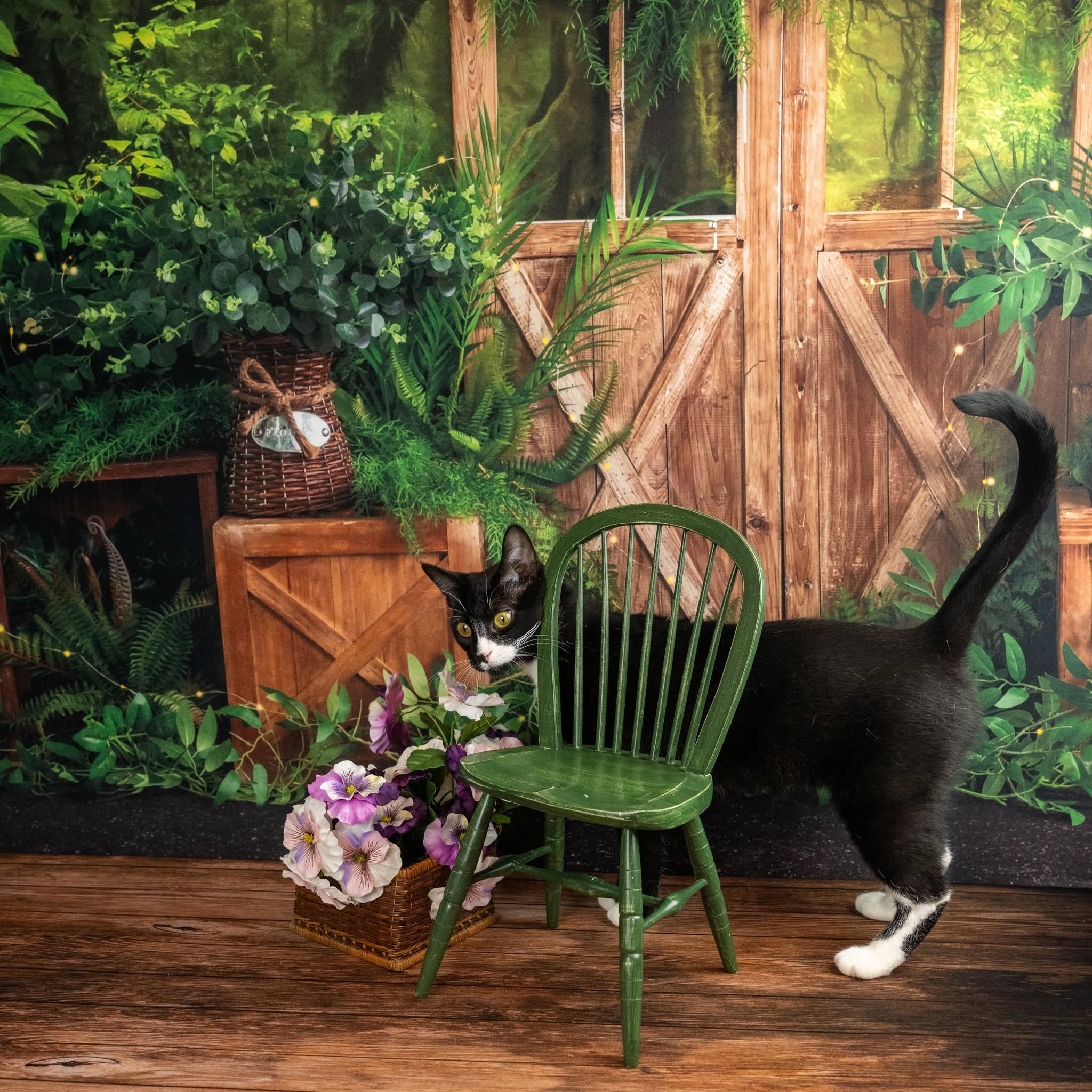 Enlarge Ripley, a ADOPTABLE Domestic Short Hair in Lapeer, MI image 4/5
