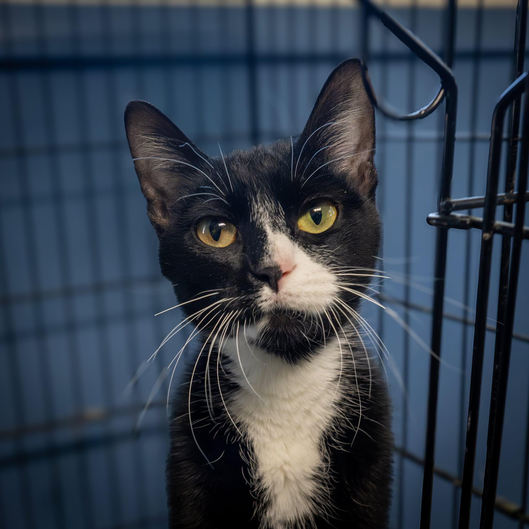 Enlarge Ripley, a ADOPTABLE Domestic Short Hair in Lapeer, MI image 3/4