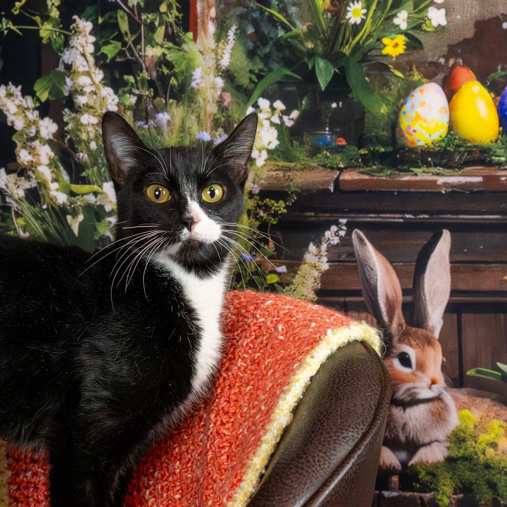 Enlarge Ripley, a ADOPTABLE Domestic Short Hair in Lapeer, MI image 4/4