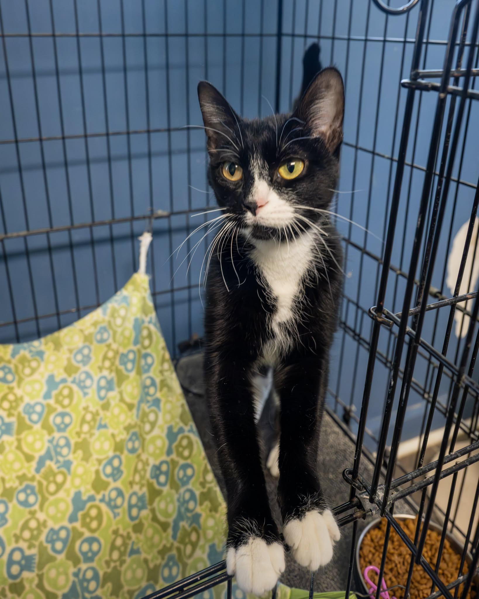 Enlarge Ripley, a ADOPTABLE Domestic Short Hair in Lapeer, MI image 2/4