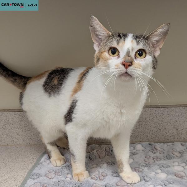 Ruby, Adoptable, Adult Female Domestic Short Hair.