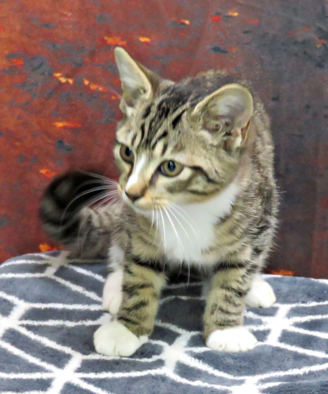 Cadet, Adopted, Kitten Male Domestic Short Hair.