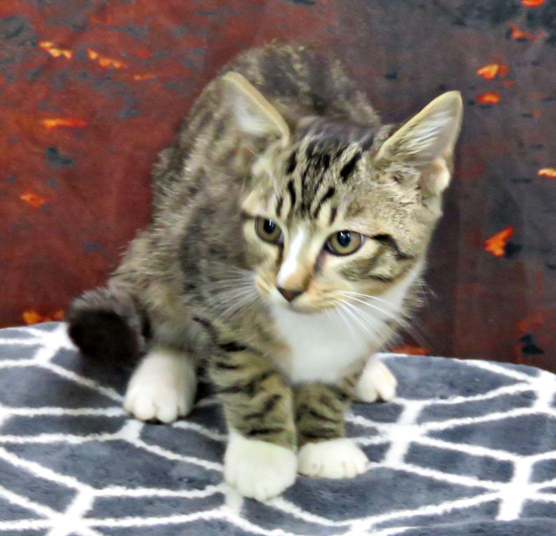 Enlarge Cadet, a Adopted mixed breed in Lexington, VA image 2/2