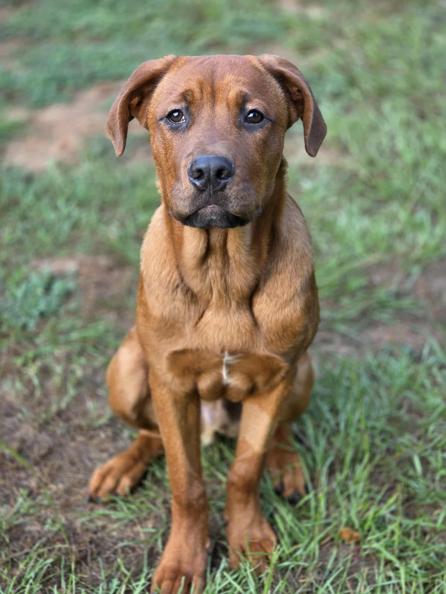 Enlarge Canyon, a Adopted mixed breed in Longview, TX image 1/1
