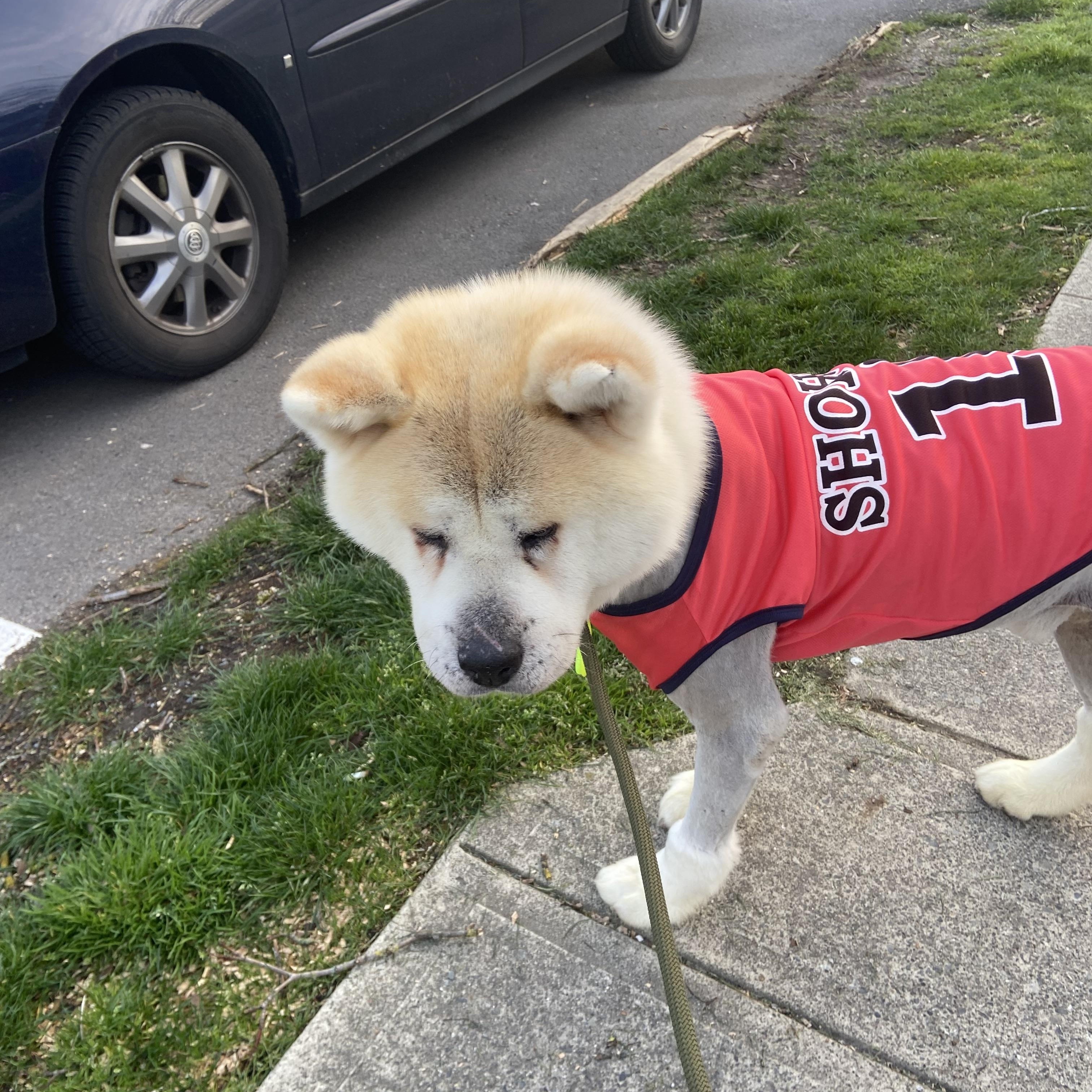 Charlie, a Adopted Akita in Surrey, BC image 1/5