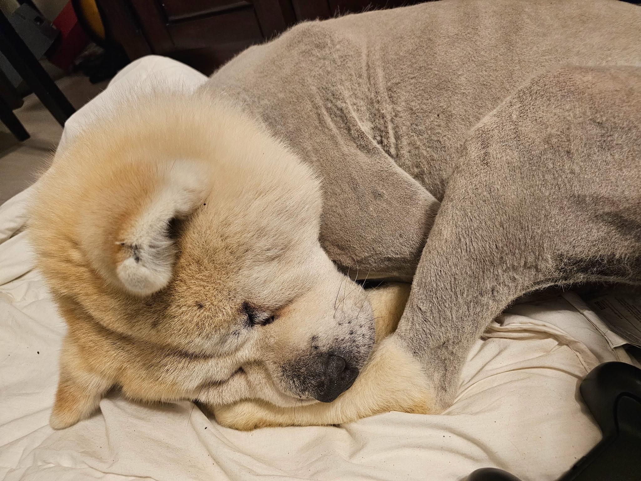 Charlie, a Adopted Akita in Surrey, BC image 2/5