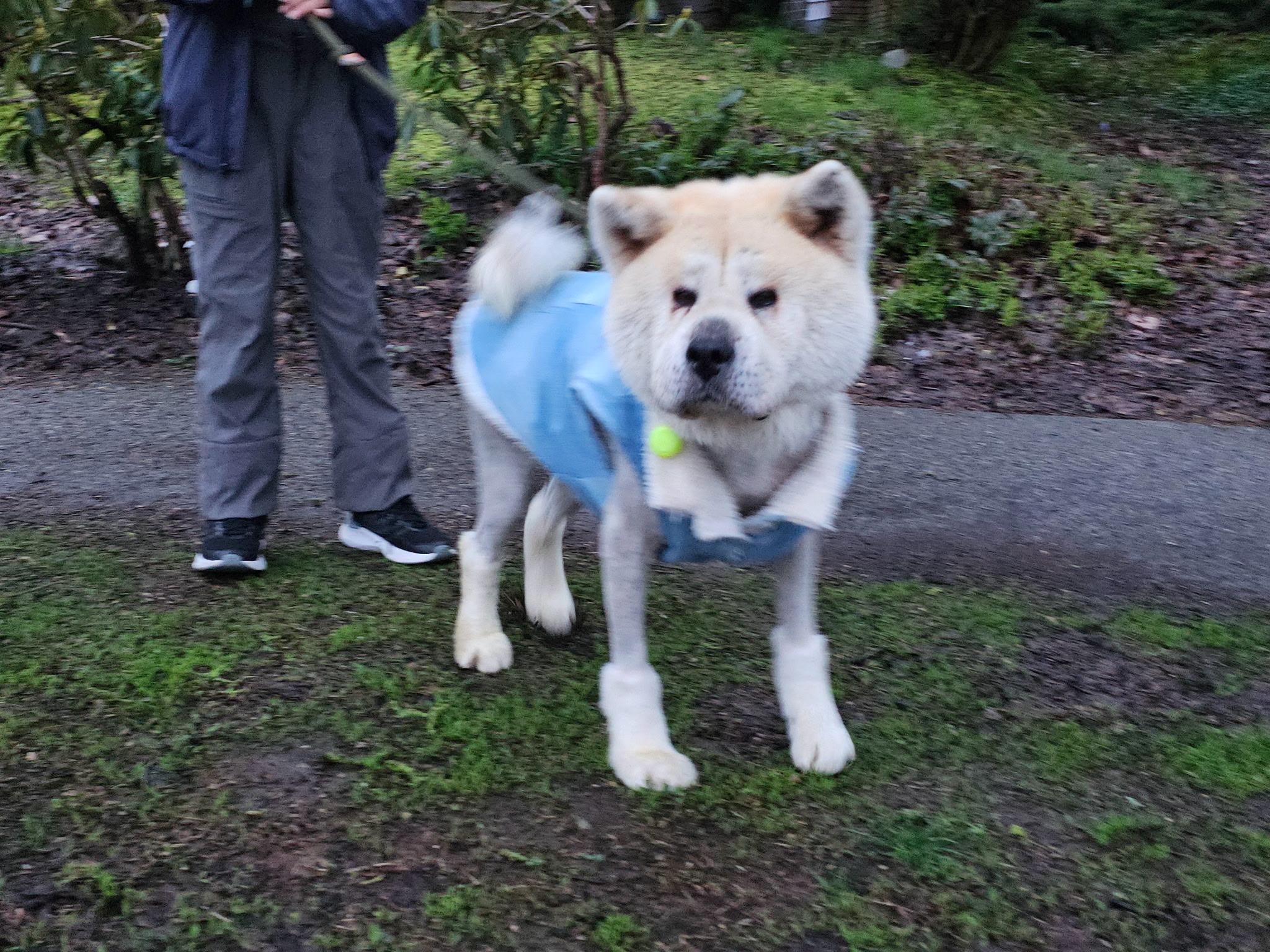 Charlie, Adopted, Adult Male Akita.