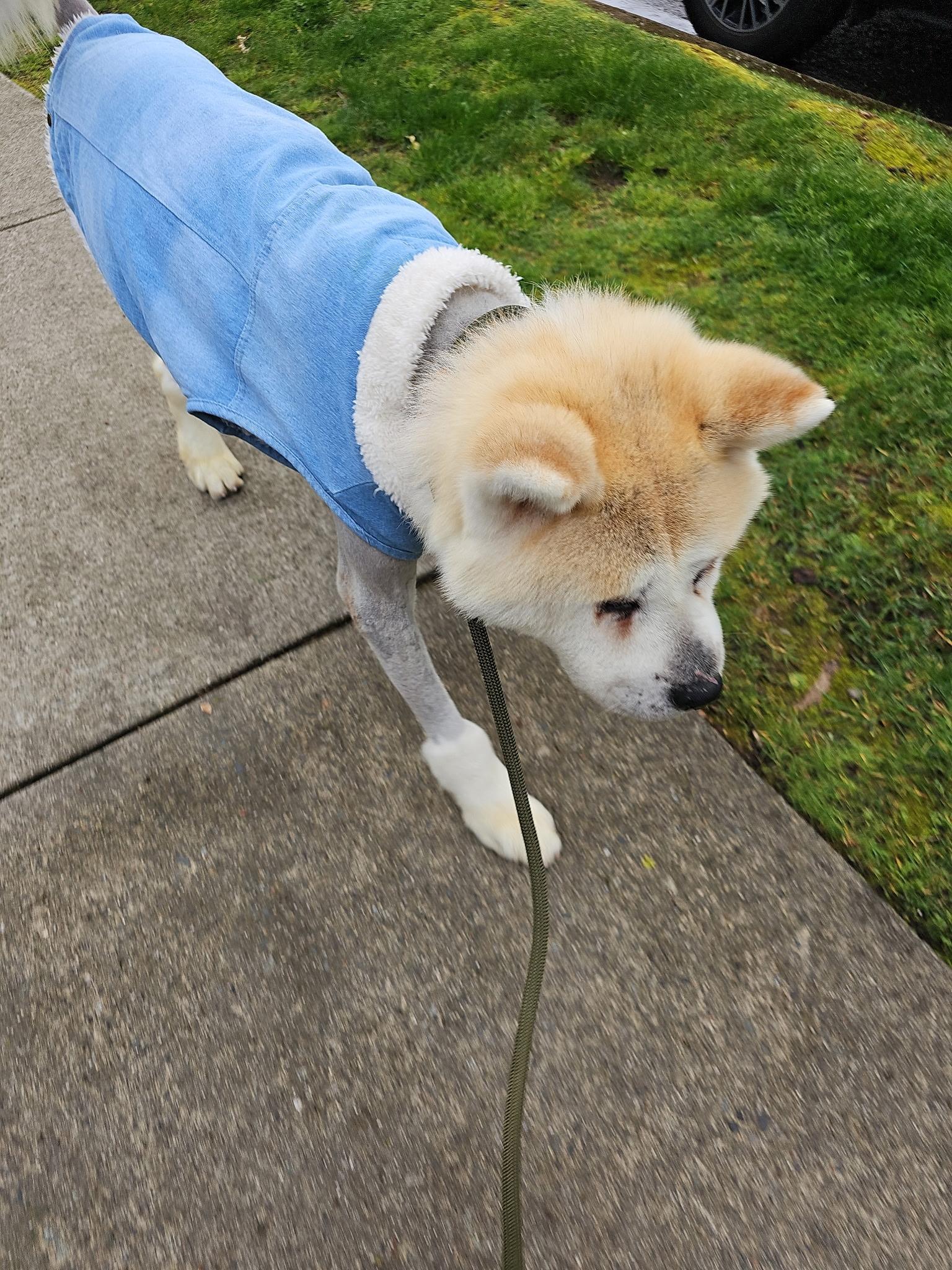 Charlie, a Adopted Akita in Surrey, BC image 4/5