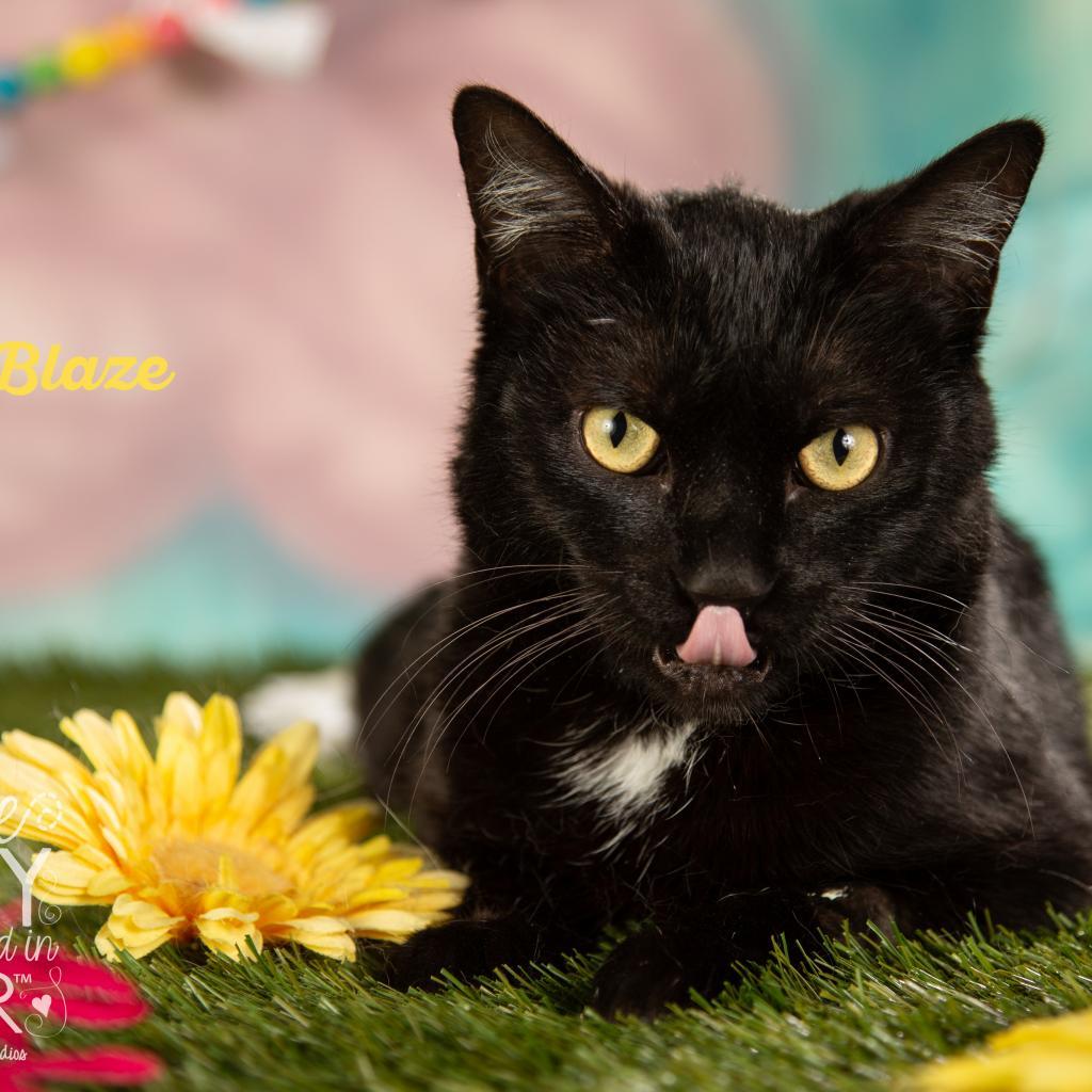 Blaze, Adoptable, Adult Male Domestic Long Hair.
