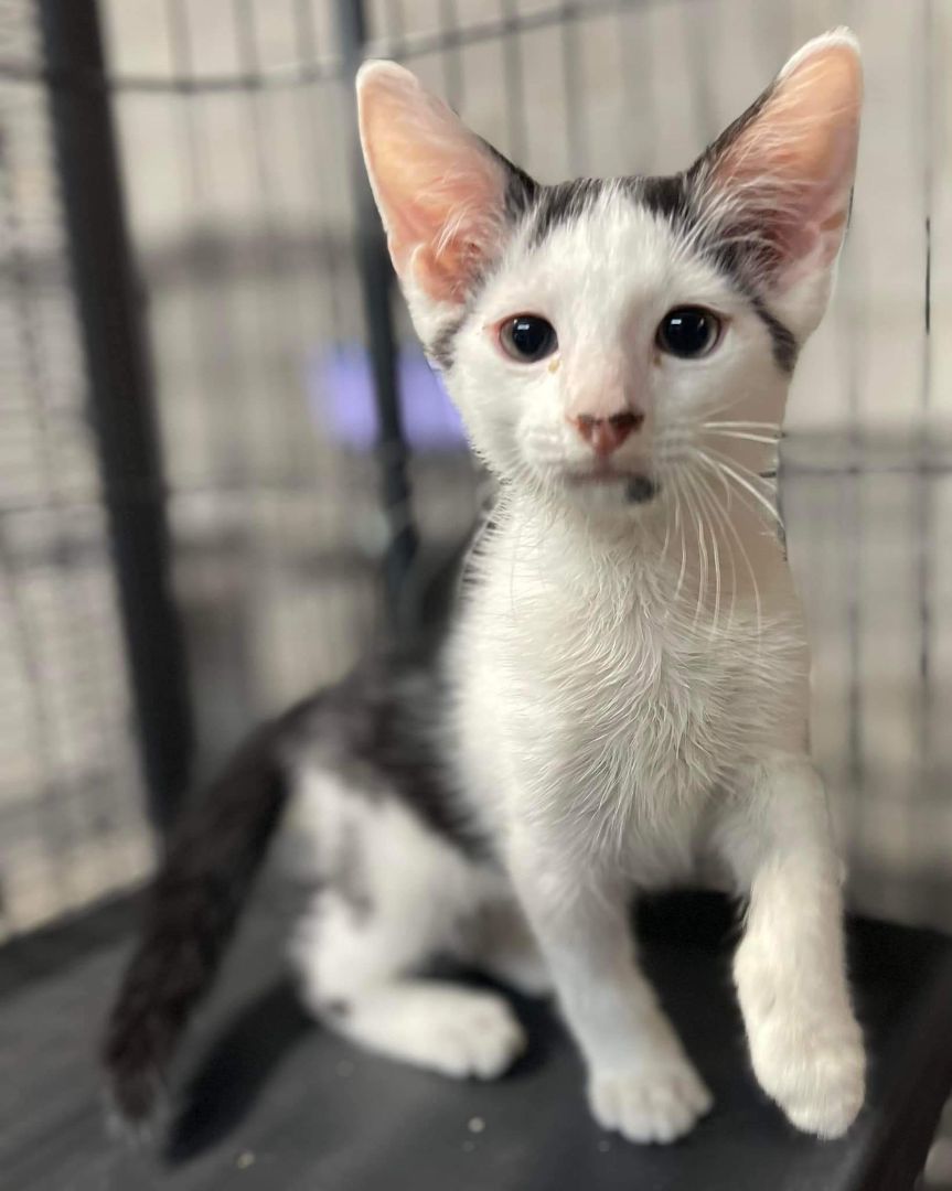 Abell, a Adoptable Domestic Short Hair in Jackson, GA image 5/5