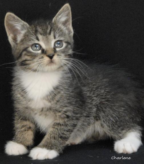 Enlarge Marmaduke, a Adoptable Domestic Short Hair in Newland, NC image 1/1