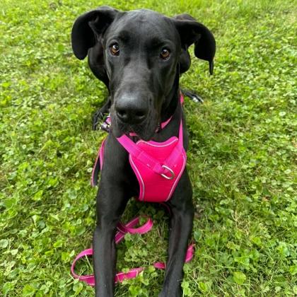 Ophelia, Adoptable, Young Female Great Dane & Mixed Breed.