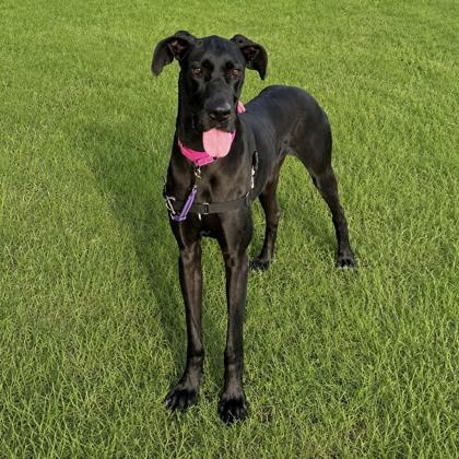 Enlarge Ophelia, a Adoptable mixed breed in Elk Grove Village, IL image 2/3