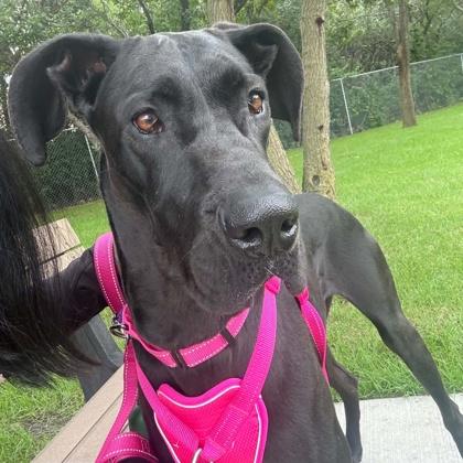 Enlarge Ophelia, a Adoptable mixed breed in Elk Grove Village, IL image 3/3