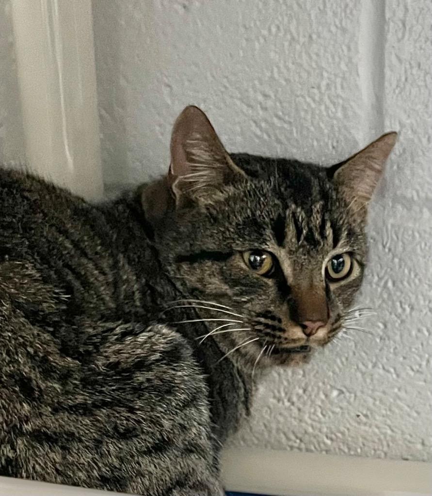 Nicky, Adoptable, Young Male Domestic Short Hair.