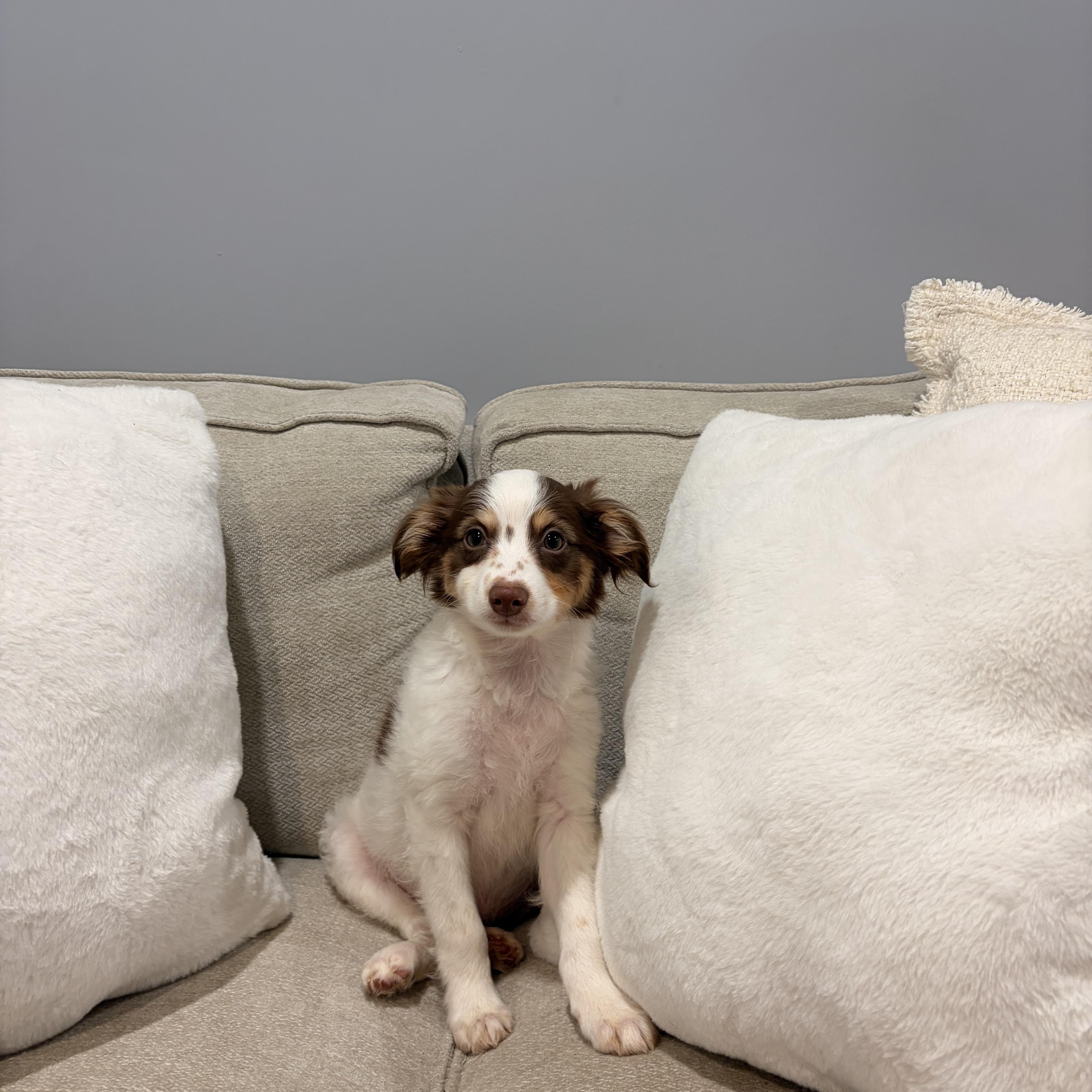 Albert, ADOPTABLE, Puppy Male Papillon & Chihuahua.