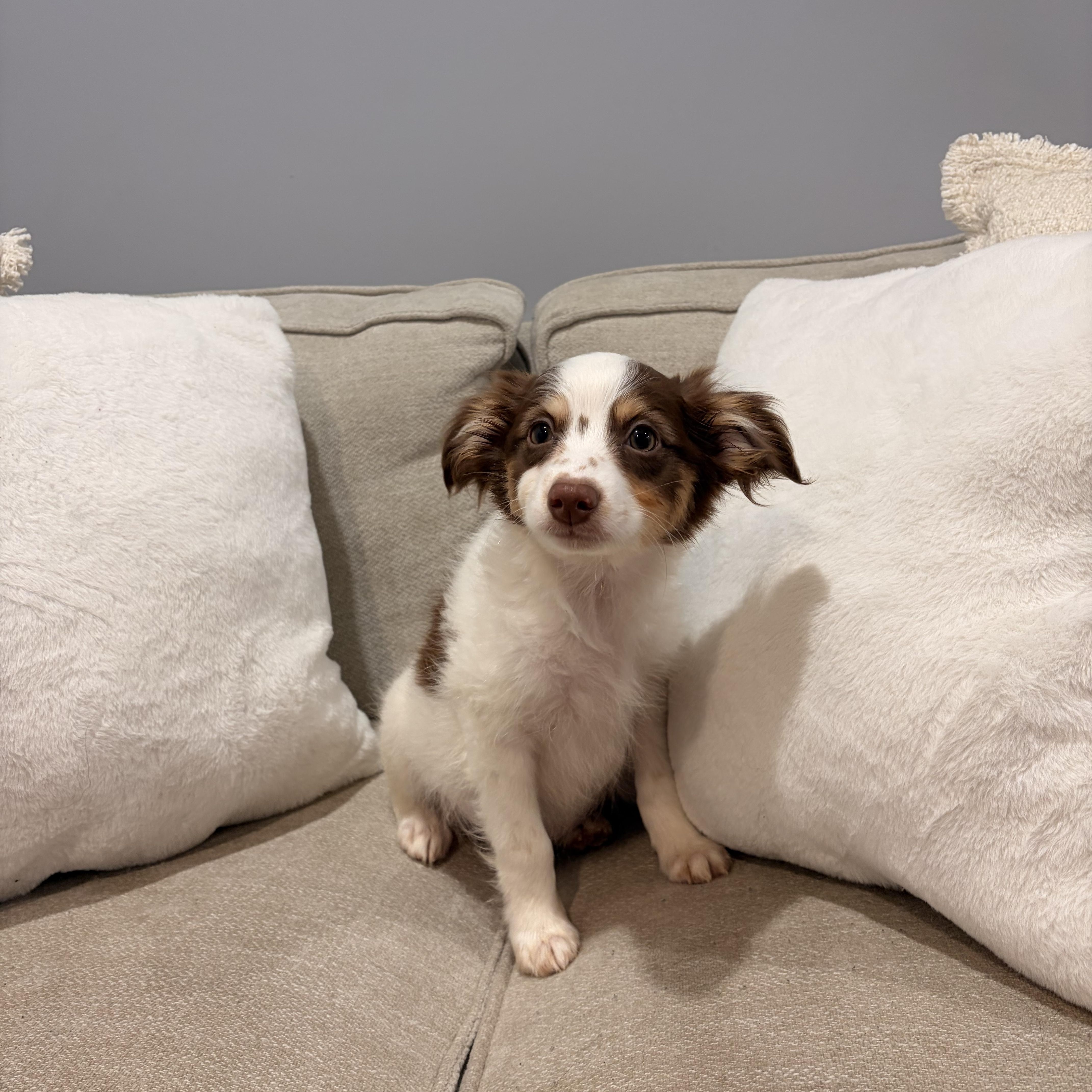 Enlarge Albert, a ADOPTABLE mixed breed in Torrance, CA image 2/4