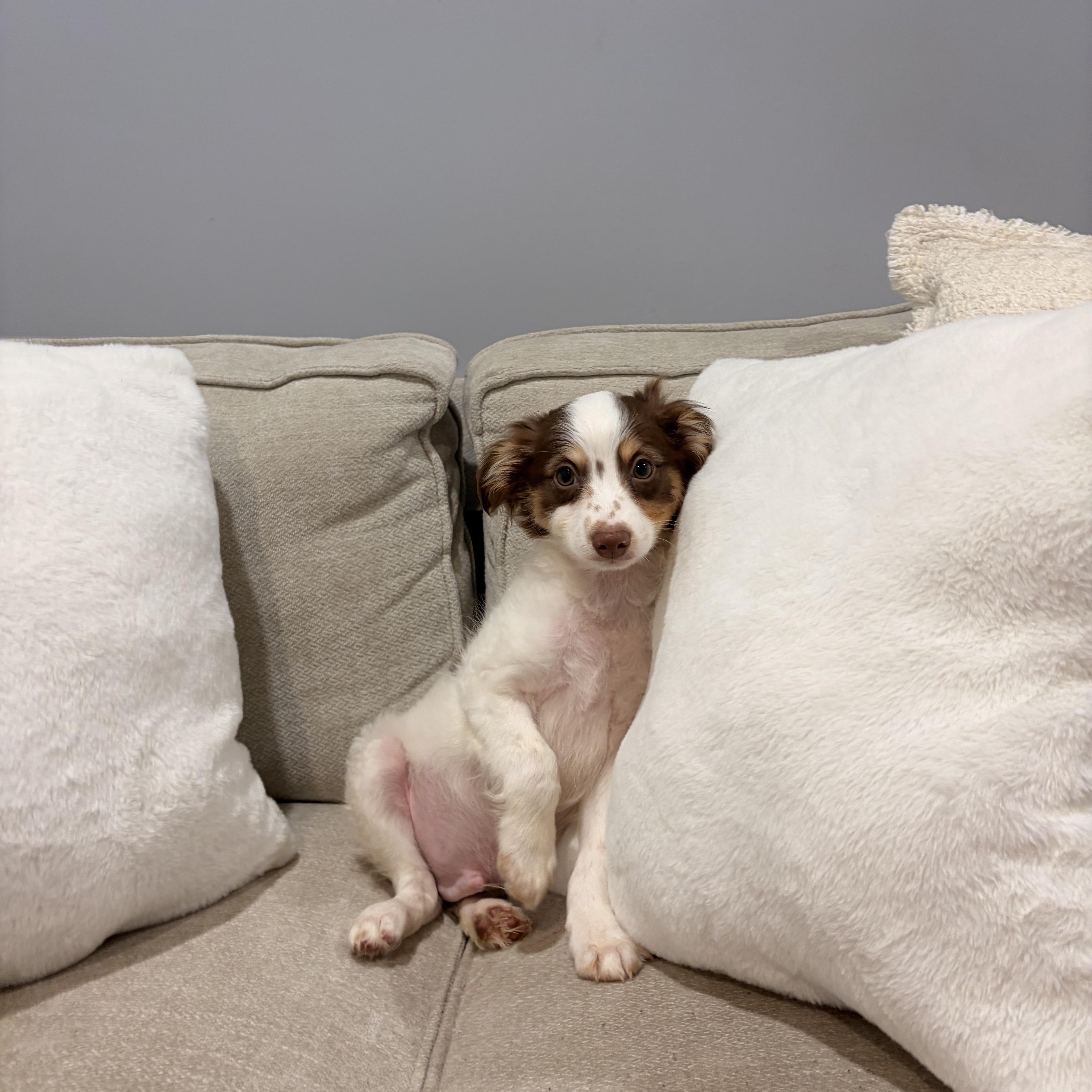 Enlarge Albert, a ADOPTABLE mixed breed in Torrance, CA image 3/4