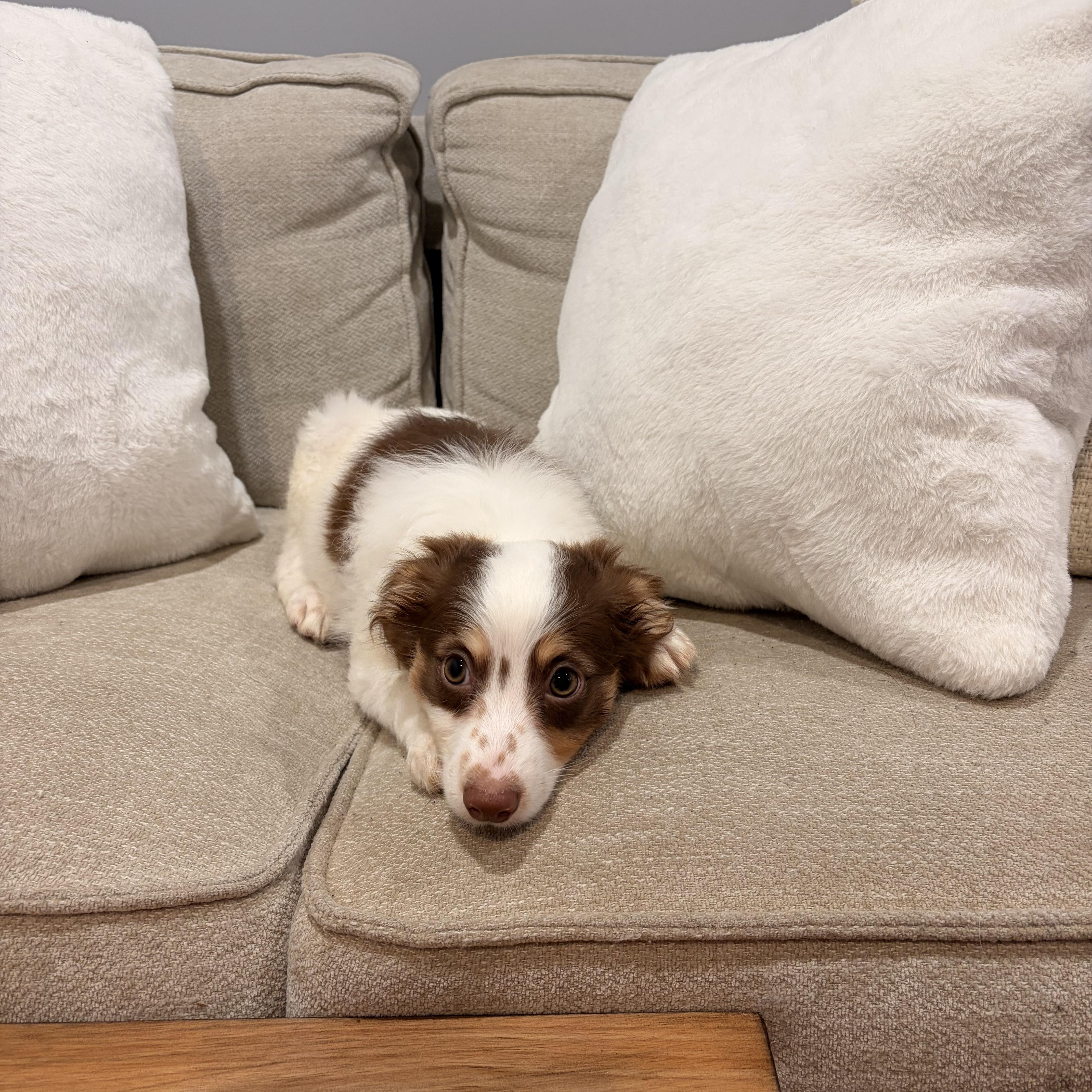 Enlarge Albert, a ADOPTABLE mixed breed in Torrance, CA image 4/4