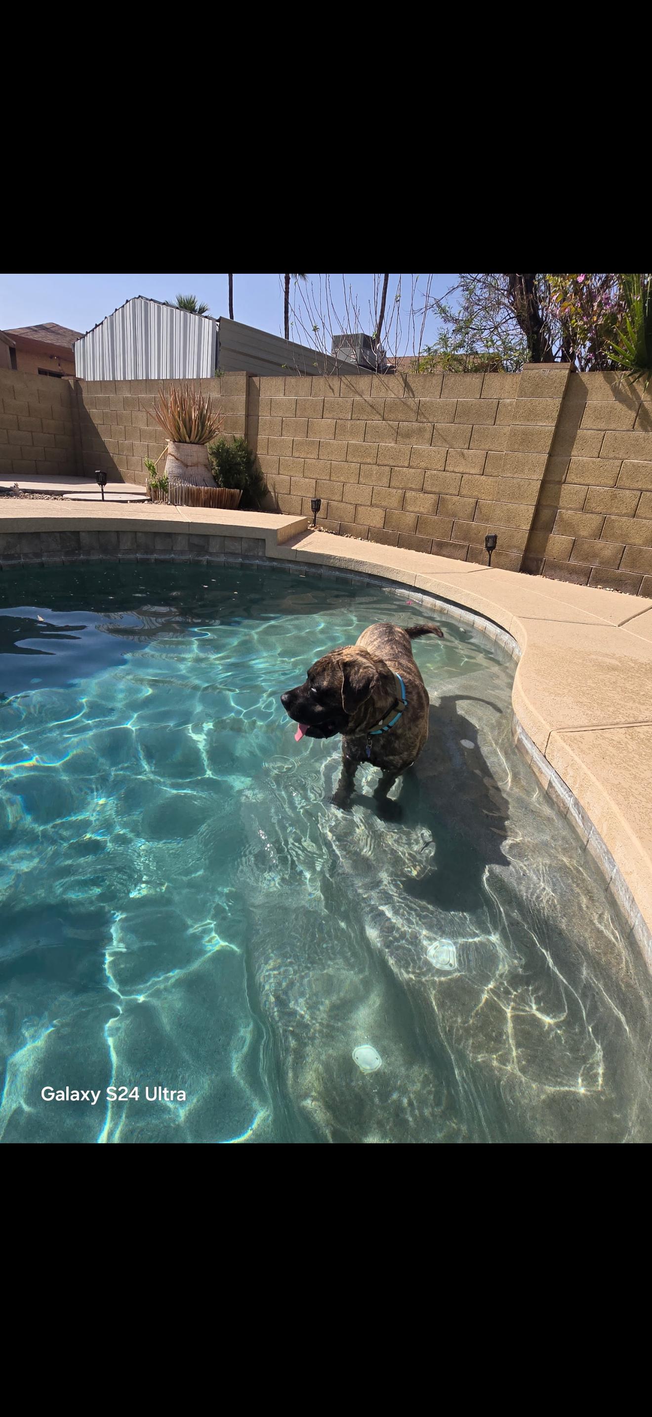 Enlarge EARP - ADOPTED, a Adoptable Mastiff in Glendale, AZ image 1/1