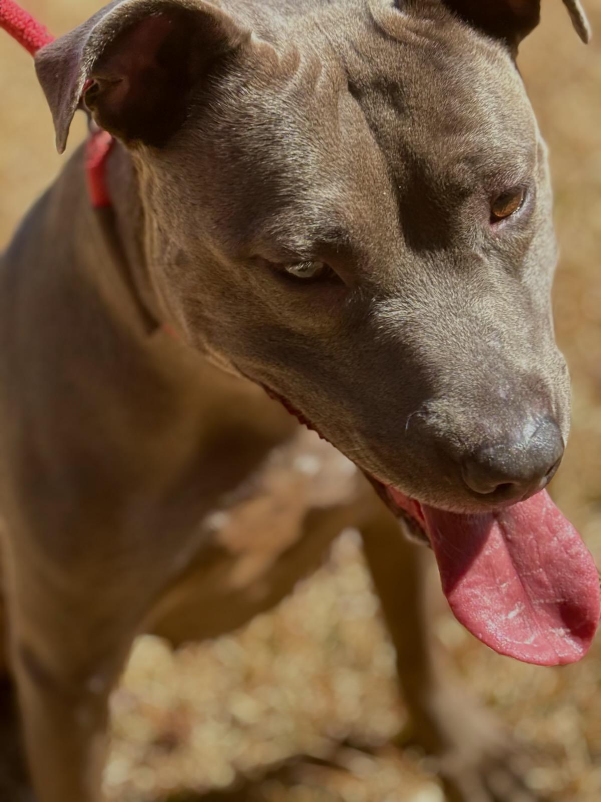Kara, a Adoptable Pit Bull Terrier in Dawsonville, GA image 6/6