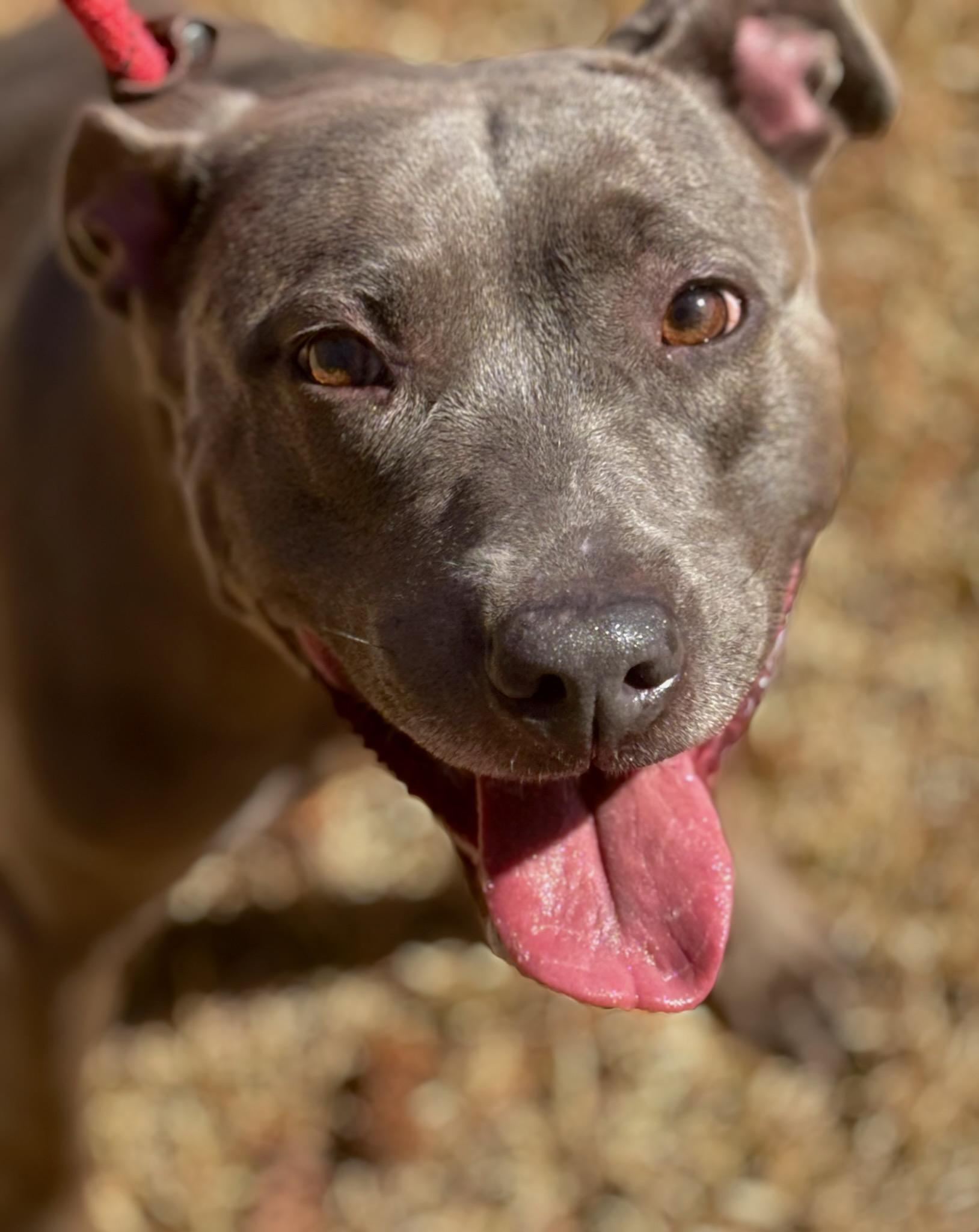 Kara, a Adoptable Pit Bull Terrier in Dawsonville, GA image 5/6