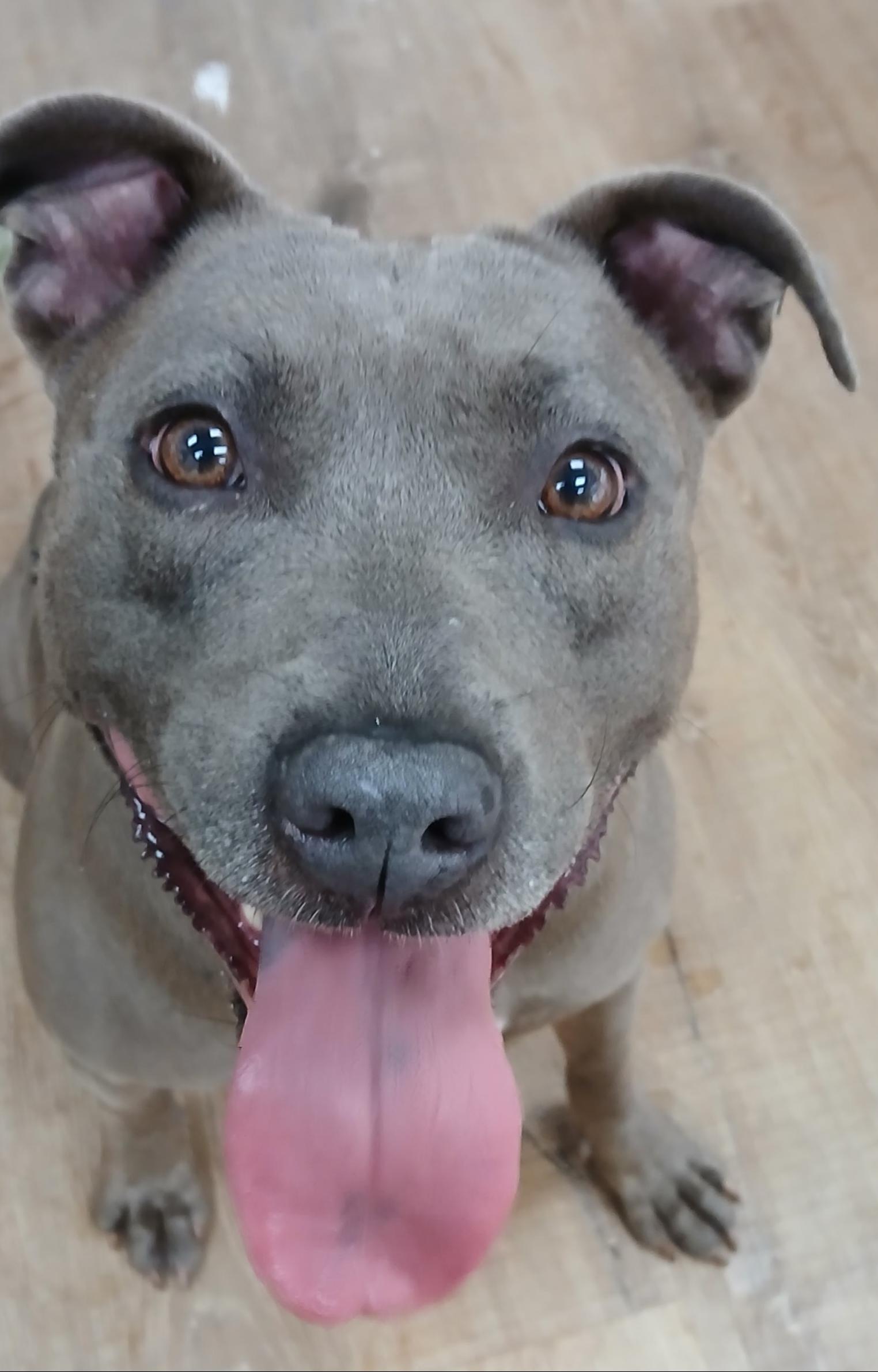 Kara, a Adoptable Pit Bull Terrier in Dawsonville, GA image 4/6