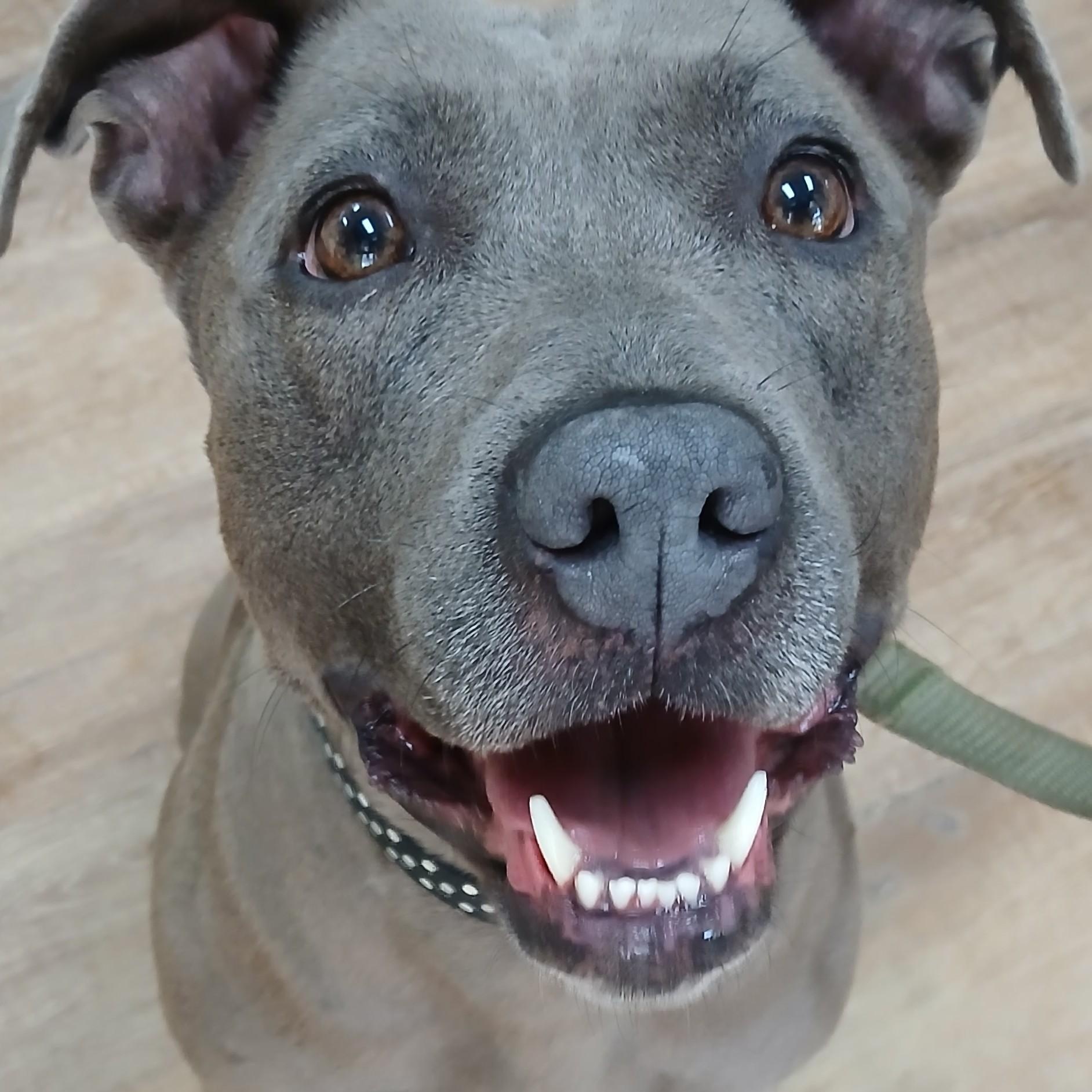 Kara, a Adoptable Pit Bull Terrier in Dawsonville, GA image 1/6