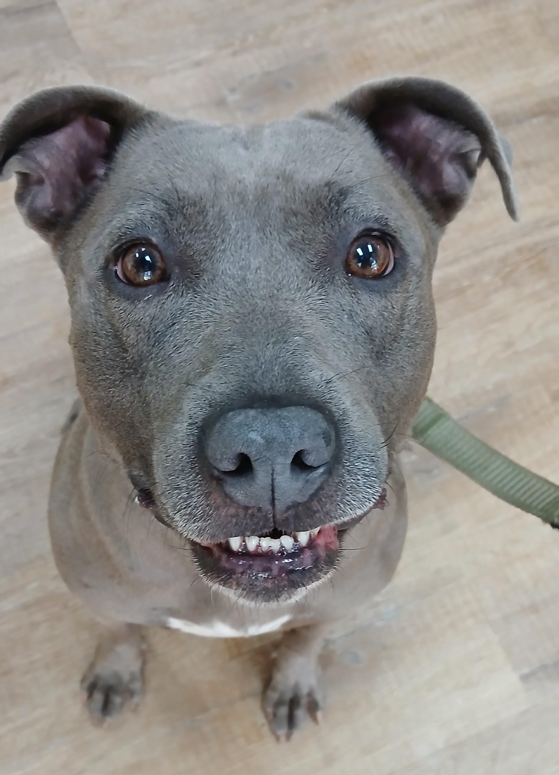 Kara, a Adoptable Pit Bull Terrier in Dawsonville, GA image 3/6