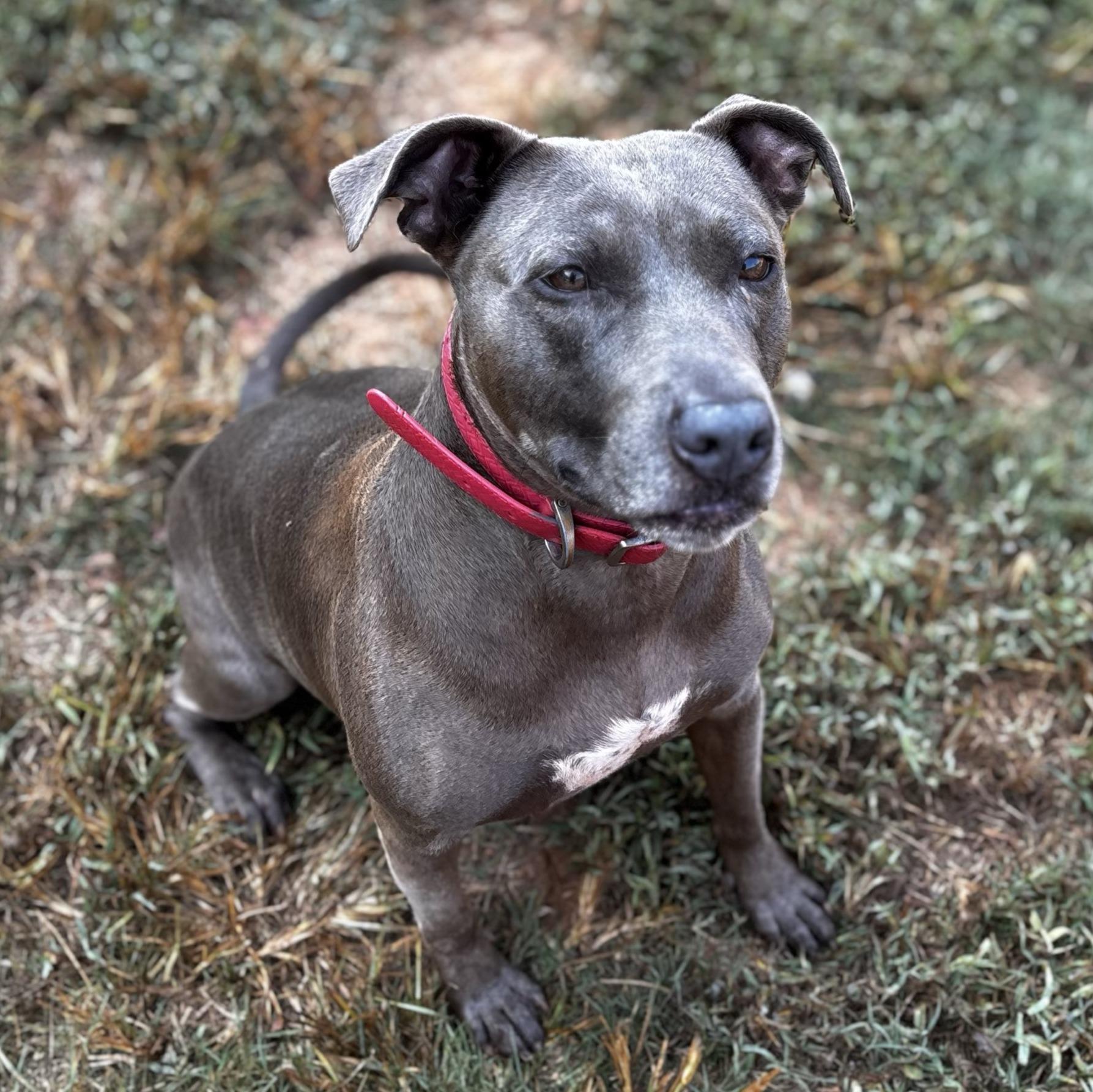 Kara, a Adoptable Pit Bull Terrier in Dawsonville, GA image 2/6