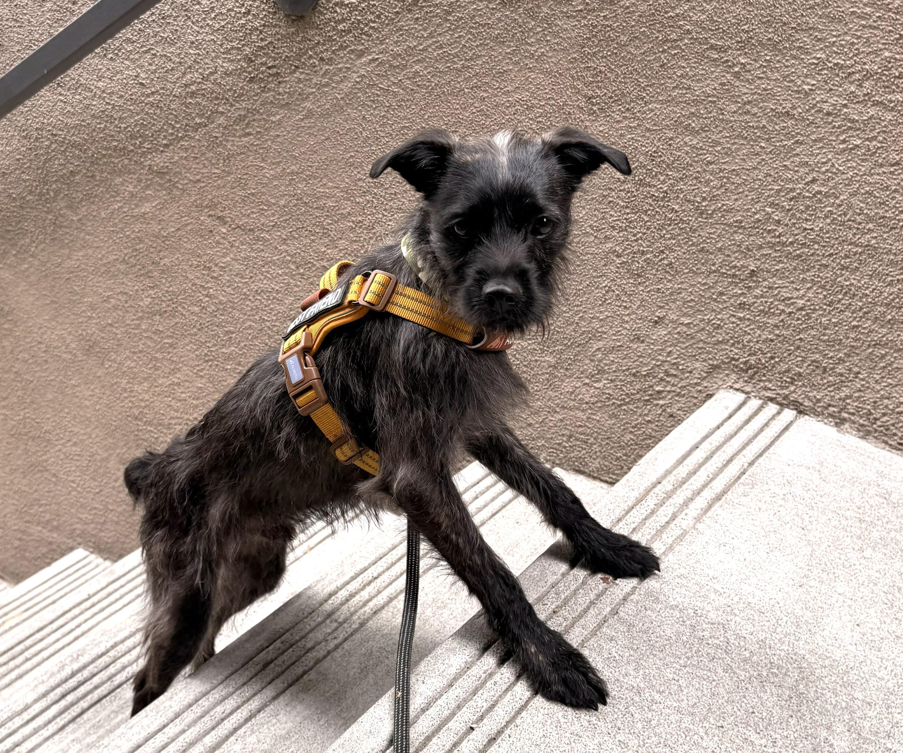 RJ, a ADOPTABLE mixed breed in Lake Forest, CA image 4/4