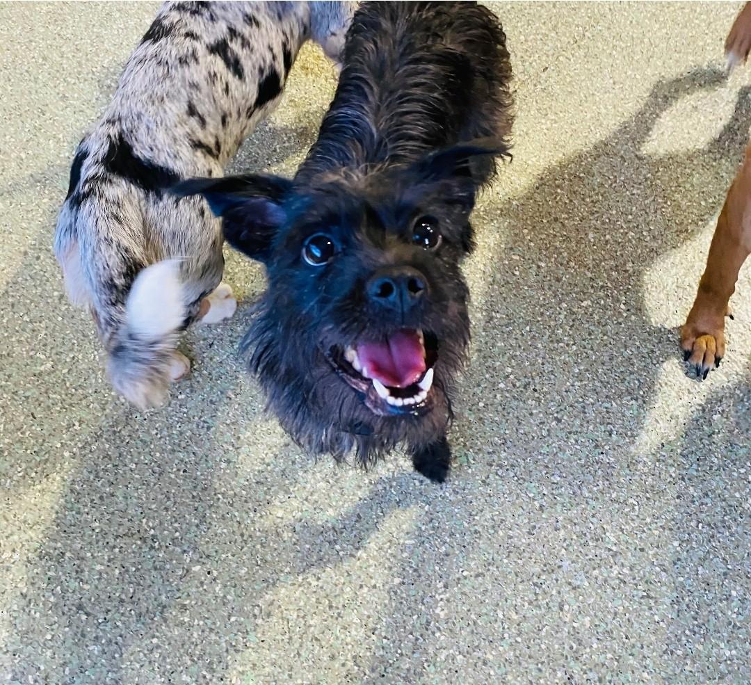 RJ, ADOPTABLE, Young Male Affenpinscher & Brussels Griffon.