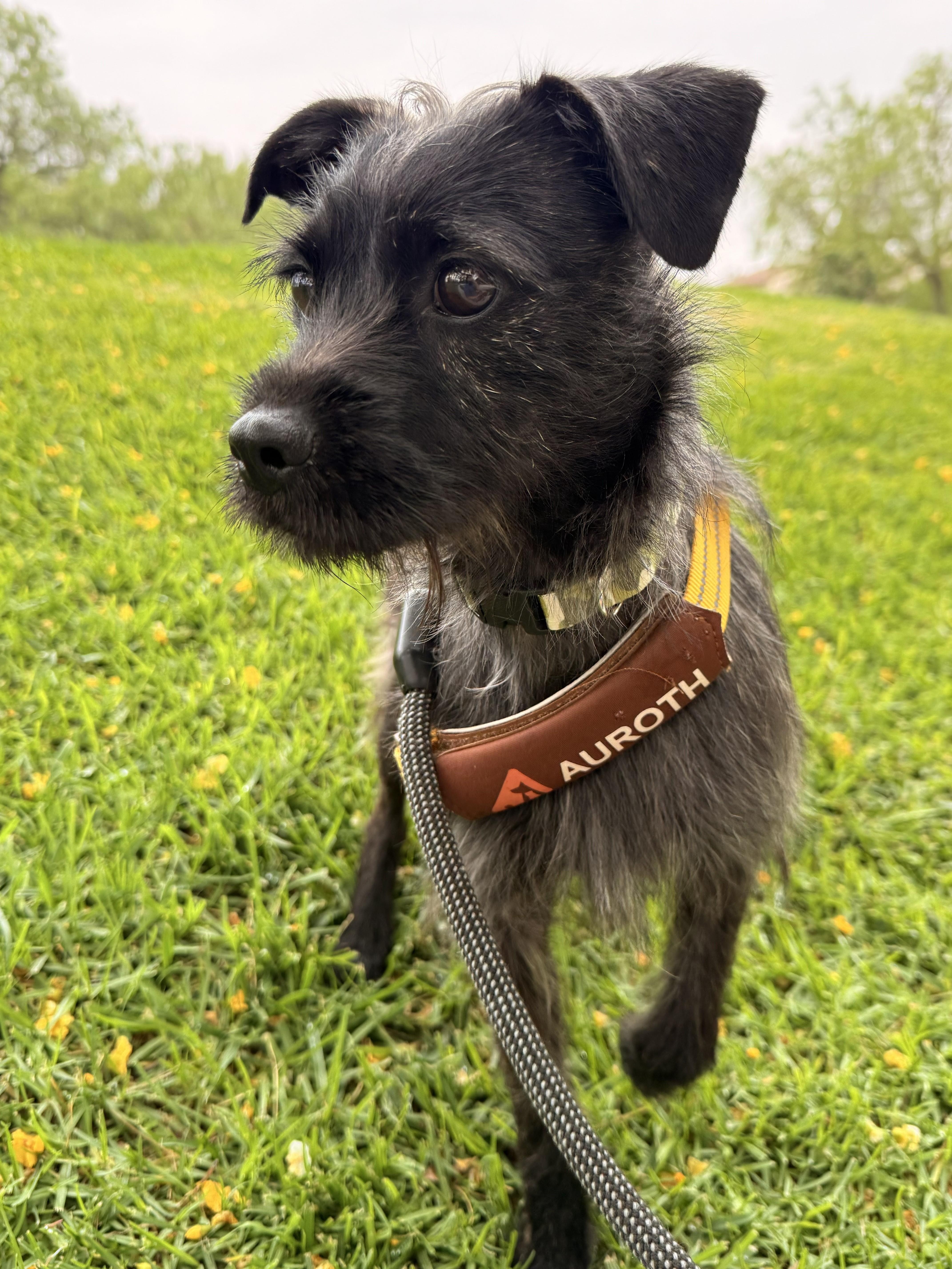 RJ, ADOPTABLE, Young Male Affenpinscher & Brussels Griffon.