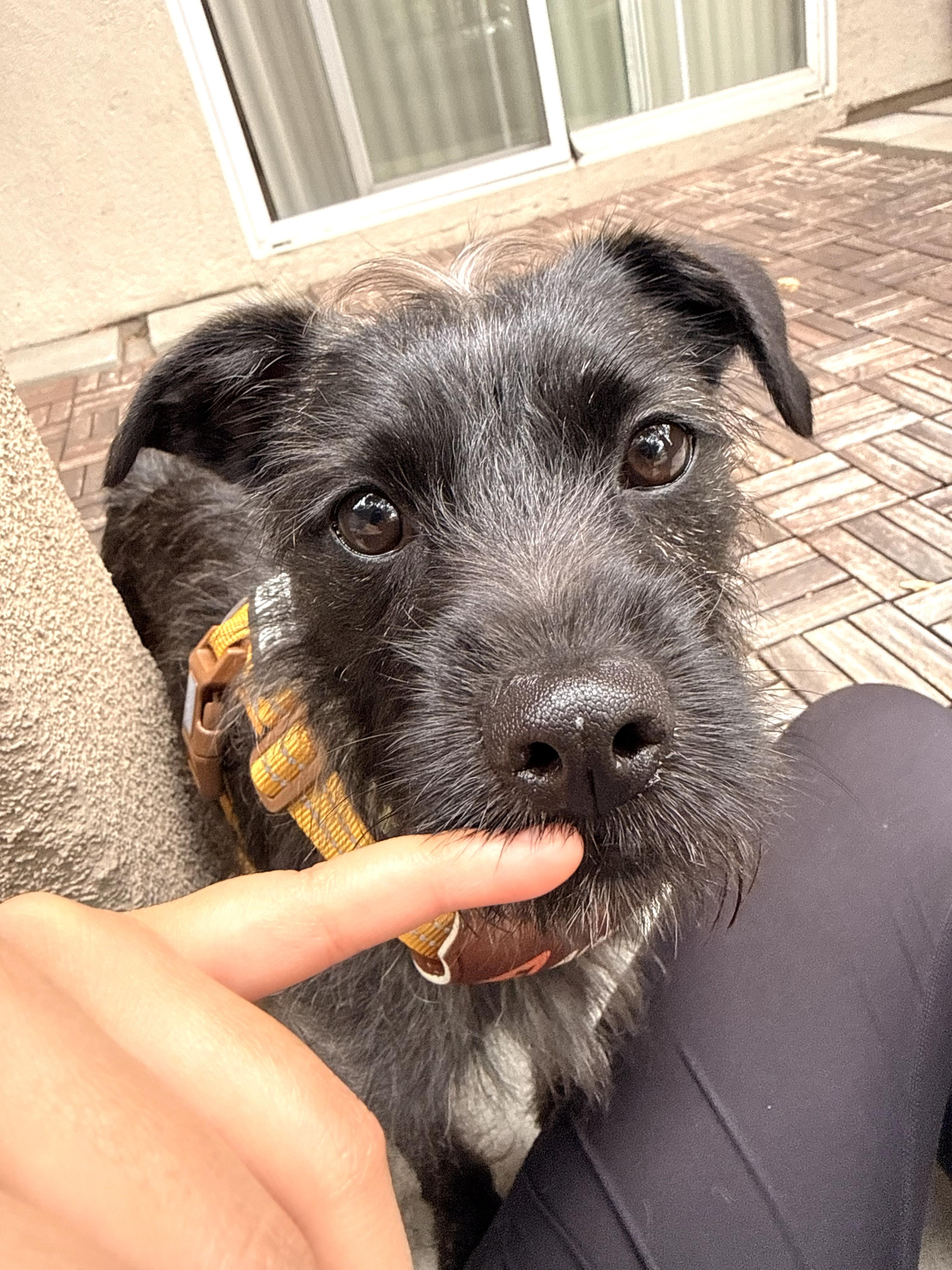 RJ, a ADOPTABLE mixed breed in Lake Forest, CA image 3/4